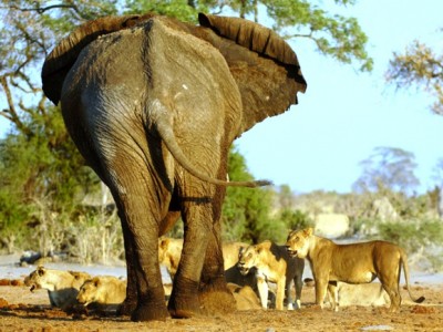 Lion Vs Elephant