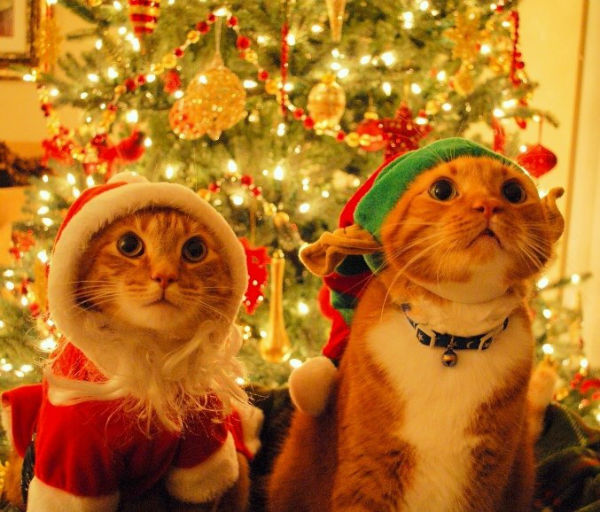 Pets in Christmas Mood - BhaviniOnline.com