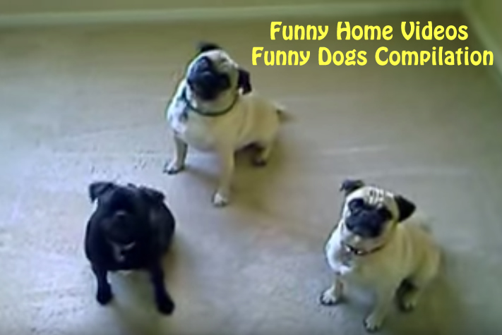 Funny Home Videos: Funny Dogs Compilation 