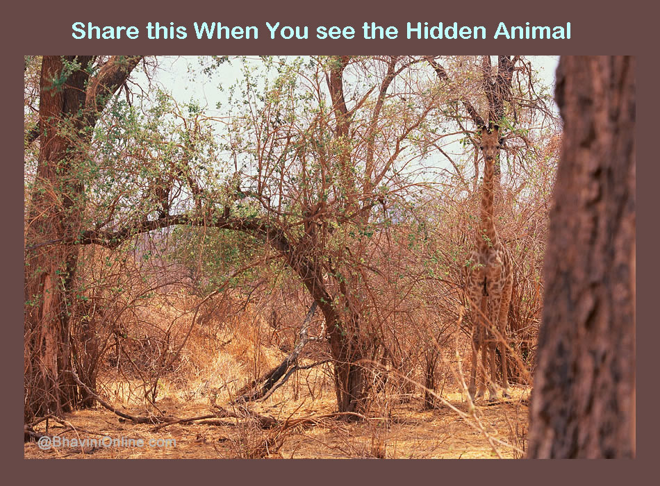 Picture Riddle: Find the Hidden Animal 