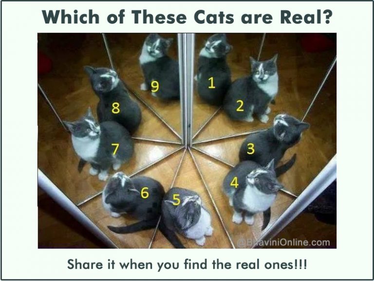 Fun Picture Riddle: Which of These Cats are Real? | BhaviniOnline.com