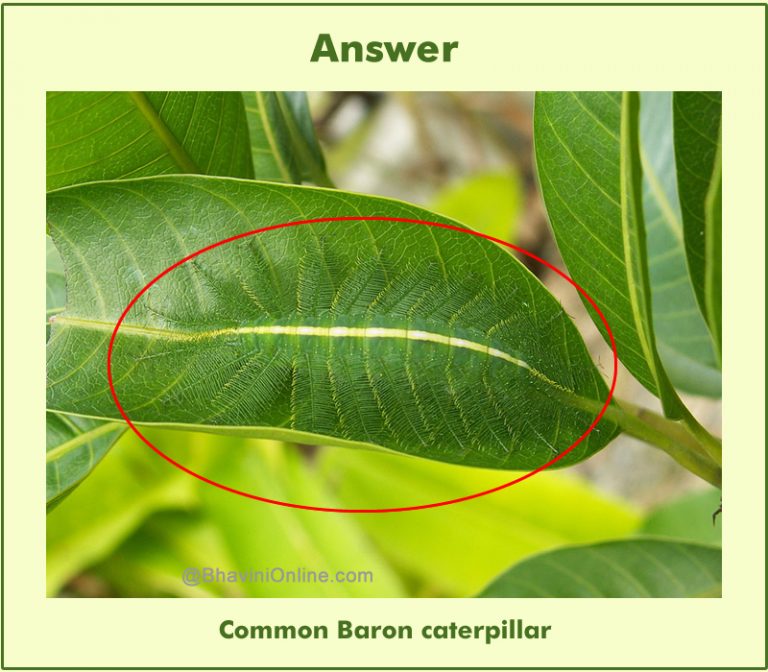 Picture Riddle: Can You See Anything Hidden in the Photo