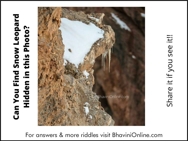 Picture Riddle: Can You Find the Snow Leopard Hidden in this Photo